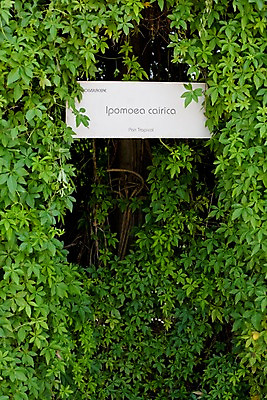 포토 JPG 주간 식물 해외기획촬영 문자 해외 나라 아시아 외국문화 해외여행 여행 기획촬영 2009년태국 파타야 태국 태국문화 사람없음 야외 농장 정원 동남아시아 표지판 풀잎 농녹빌리지 지명 국내포토 자연요소 동양문화 공원 문화 잎 농업 알림판 풀_식물 파일형식