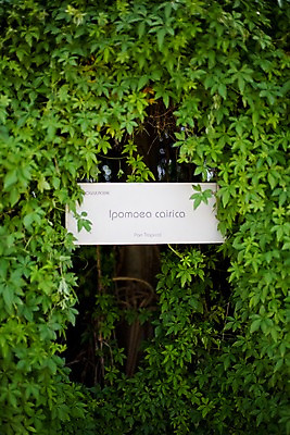 포토 JPG 주간 식물 해외기획촬영 문자 해외 나라 아시아 외국문화 해외여행 여행 기획촬영 2009년태국 파타야 태국 태국문화 사람없음 야외 농장 정원 동남아시아 표지판 풀잎 농녹빌리지 지명 국내포토 자연요소 동양문화 공원 문화 잎 농업 알림판 풀_식물 파일형식