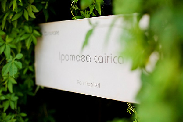 포토 JPG 주간 식물 해외기획촬영 문자 해외 나라 아시아 외국문화 해외여행 여행 기획촬영 2009년태국 파타야 태국 태국문화 사람없음 야외 아웃포커스 농장 정원 동남아시아 표지판 풀잎 농녹빌리지 지명 국내포토 자연요소 동양문화 공원 문화 잎 농업 알림판 촬영기법 풀_식물 파일형식