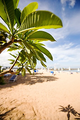 포토 JPG 주간 나무 식물 구름 해외기획촬영 해외 나라 아시아 바다 외국문화 해외여행 여행 기획촬영 2009년태국 파타야 태국 하늘 나뭇잎 태국문화 그림자 풍경 해변 사람없음 야외 아웃포커스 모래사장 동남아시아 나뭇가지 파라솔 그늘 선베드 지명 국내포토 자연요소 동양문화 문화 잎 의자 촬영기법 파일형식