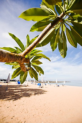 포토 JPG 주간 나무 식물 구름 해외기획촬영 해외 나라 아시아 바다 외국문화 해외여행 여행 기획촬영 2009년태국 파타야 태국 하늘 나뭇잎 태국문화 그림자 풍경 해변 사람없음 야외 모래사장 동남아시아 나뭇가지 파라솔 그늘 선베드 지명 국내포토 자연요소 동양문화 문화 잎 의자 파일형식