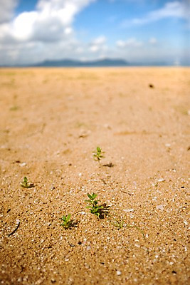 포토 JPG 주간 구름 해외기획촬영 해외 나라 아시아 모래 외국문화 해외여행 여행 기획촬영 2009년태국 파타야 태국 하늘 태국문화 풍경 해변 사람없음 야외 아웃포커스 모래사장 동남아시아 잡초 지명 국내포토 자연요소 식물 동양문화 문화 바다 촬영기법 파일형식
