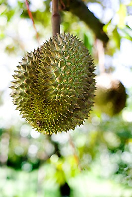포토 JPG 주간 식물 해외기획촬영 해외 열매 나라 아시아 음식 외국문화 해외여행 여행 기획촬영 2009년태국 과일 태국 태국문화 사람없음 야외 아웃포커스 한개 동남아시아 나뭇가지 열대과일 두리안 투리안 지명 국내포토 자연요소 나무 1 동양문화 문화 촬영기법 파일형식