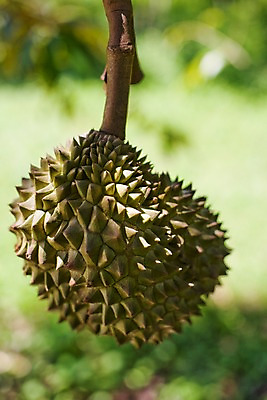 포토 JPG 식물 해외기획촬영 해외 열매 나라 아시아 음식 외국문화 해외여행 여행 기획촬영 2009년태국 과일 태국 태국문화 사람없음 아웃포커스 동남아시아 열대과일 두리안 투리안 지명 국내포토 동양문화 문화 촬영기법 파일형식