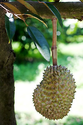 포토 JPG 주간 나무 식물 해외기획촬영 해외 열매 나라 아시아 음식 외국문화 해외여행 여행 기획촬영 2009년태국 과일 태국 나뭇잎 태국문화 사람없음 야외 한개 동남아시아 나뭇가지 과일나무 열대과일 두리안 투리안 지명 국내포토 자연요소 1 동양문화 문화 잎 파일형식