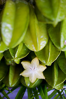 포토 JPG 식물 해외기획촬영 해외 열매 나라 아시아 별 음식 외국문화 해외여행 여행 기획촬영 2009년태국 과일 태국 태국문화 근접촬영 사람없음 아웃포커스 동남아시아 여러개 열대과일 마푸앙 스타푸르츠 지명 국내포토 자연요소 동양문화 문화 뷰포인트 다수 촬영기법 파일형식