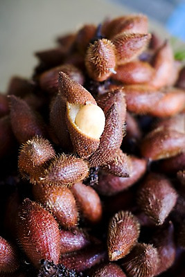 포토 JPG 식물 해외기획촬영 해외 열매 나라 아시아 음식 외국문화 해외여행 여행 기획촬영 2009년태국 과일 태국 태국문화 근접촬영 사람없음 아웃포커스 동남아시아 여러개 열대과일 라캄 셀렉타 지명 국내포토 동양문화 문화 뷰포인트 다수 촬영기법 파일형식