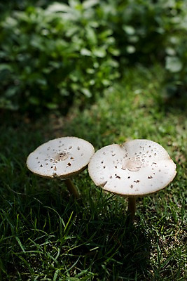 포토 JPG 식물 해외기획촬영 해외 나라 아시아 외국문화 해외여행 여행 기획촬영 2009년태국 태국 태국문화 잔디 사람없음 아웃포커스 동남아시아 버섯 풀 지명 국내포토 동양문화 문화 촬영기법 파일형식