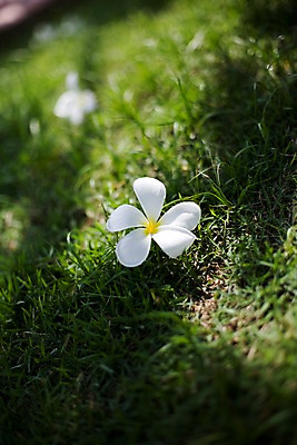 포토 JPG 주간 식물 해외기획촬영 해외 꽃잎 꽃 나라 아시아 컬러 외국문화 해외여행 여행 기획촬영 2009년태국 태국 태국문화 그림자 잔디 사람없음 야외 아웃포커스 동남아시아 흰색 풀 그늘 플루메리아 플랭지파니 지명 국내포토 자연요소 동양문화 문화 촬영기법 파일형식