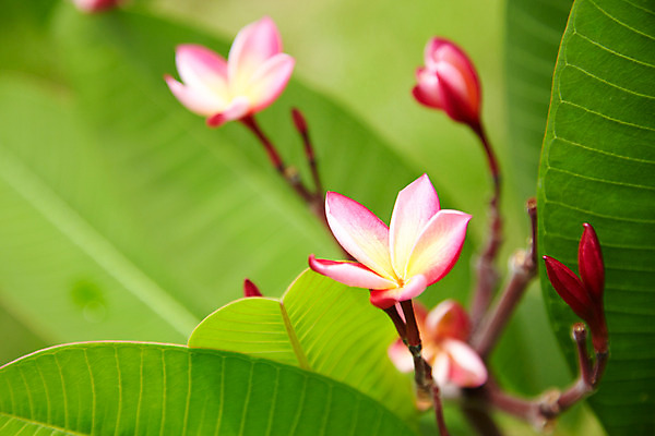 포토 JPG 식물 해외기획촬영 해외 꽃 나라 아시아 분홍색 외국문화 해외여행 여행 기획촬영 2009년태국 잎 파타야 태국 근접촬영 사람없음 아웃포커스 정원 동남아시아 플루메리아 플랭지파니 농녹빌리지 지명 국내포토 공원 문화 뷰포인트 컬러 촬영기법 파일형식