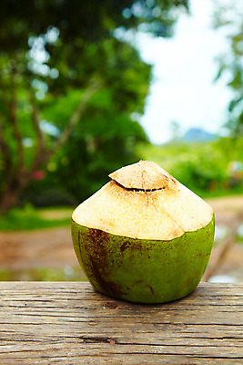 포토 JPG 주간 나무 식물 해외기획촬영 해외 공원 열매 나라 아시아 음료 음식 외국문화 해외여행 여행 기획촬영 2009년태국 파타야 태국 태국문화 사람없음 야외 아웃포커스 야자수 농장 정원 동남아시아 열대식물 코코넛 농녹빌리지 코코넛주스 지명 국내포토 자연요소 동양문화 공공시설 문화 농업 과일 촬영기법 주스 파일형식