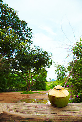 포토 JPG 주간 나무 식물 구름 해외기획촬영 해외 공원 열매 나라 아시아 음료 음식 외국문화 해외여행 여행 기획촬영 2009년태국 파타야 태국 하늘 태국문화 사람없음 야외 야자수 농장 정원 동남아시아 열대식물 코코넛 야자열매 농녹빌리지 코코넛주스 지명 국내포토 자연요소 동양문화 공공시설 문화 농업 과일 주스 파일형식