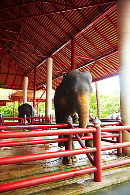 포토 JPG 주간 동물 해외기획촬영 척추동물 해외 육지동물 나라 아시아 외국문화 해외여행 여행 기획촬영 2009년태국 두마리 포유류 난간 파타야 태국 지붕 코끼리 태국문화 사람없음 울타리 정원 동남아시아 축사 사육장 농녹빌리지 코끼리트래킹 지명 국내포토 자연요소 동양문화 건축물 공원 문화 2 담장 축산업 파일형식