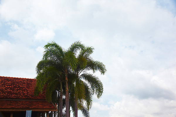포토 JPG 주간 나무 식물 구름 해외기획촬영 해외 건축물 나라 아시아 외국문화 해외여행 여행 기획촬영 2009년태국 파타야 태국 하늘 지붕 태국문화 사람없음 야외 건물 야자수 농장 정원 동남아시아 열대식물 농녹빌리지 지명 국내포토 자연요소 동양문화 공원 건축 문화 농업 파일형식