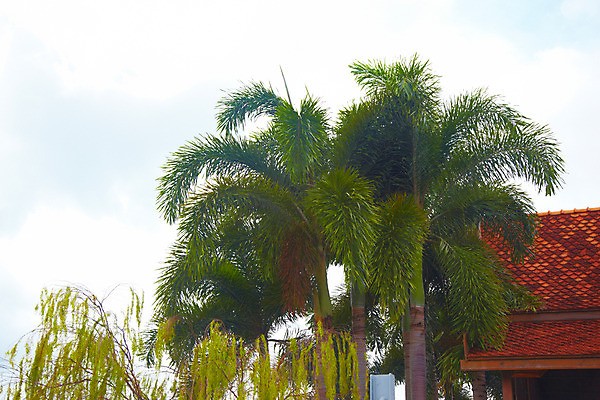 포토 JPG 주간 나무 식물 구름 해외기획촬영 해외 건축물 나라 아시아 외국문화 해외여행 여행 기획촬영 2009년태국 파타야 태국 하늘 지붕 태국문화 사람없음 야외 건물 야자수 농장 정원 동남아시아 열대식물 농녹빌리지 지명 국내포토 자연요소 동양문화 공원 건축 문화 농업 파일형식