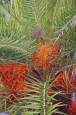 포토 JPG 나무 식물 해외기획촬영 해외 열매 나라 아시아 외국문화 해외여행 여행 기획촬영 2009년태국 파타야 태국 태국문화 사람없음 농장 정원 동남아시아 식물원 농녹빌리지 나무열매 지명 국내포토 동양문화 공원 문화 농업 파일형식