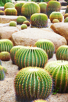 포토 JPG 식물 해외기획촬영 해외 나라 아시아 외국문화 해외여행 여행 기획촬영 2009년태국 파타야 태국 선인장 사람없음 농장 정원 동남아시아 돌_바위 가시 식물원 농녹빌리지 지명 국내포토 공원 문화 농업 파일형식