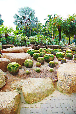 포토 JPG 주간 식물 해외기획촬영 해외 나라 아시아 외국문화 해외여행 여행 기획촬영 2009년태국 파타야 태국 선인장 사람없음 야외 야자수 농장 정원 동남아시아 돌_바위 가시 열대식물 식물원 조경 농녹빌리지 지명 국내포토 자연요소 나무 공원 문화 농업 파일형식