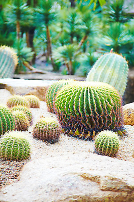 포토 JPG 식물 해외기획촬영 해외 나라 아시아 외국문화 해외여행 여행 기획촬영 2009년태국 파타야 태국 선인장 사람없음 아웃포커스 농장 정원 동남아시아 돌_바위 가시 열대식물 식물원 농녹빌리지 지명 국내포토 공원 문화 농업 촬영기법 파일형식