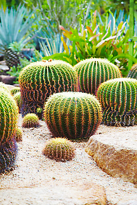 포토 JPG 식물 해외기획촬영 해외 나라 아시아 외국문화 해외여행 여행 기획촬영 2009년태국 파타야 태국 선인장 사람없음 농장 정원 동남아시아 돌_바위 가시 열대식물 식물원 농녹빌리지 지명 국내포토 공원 문화 농업 파일형식