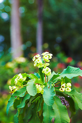 포토 JPG 식물 해외기획촬영 해외 꽃 나라 아시아 컬러 외국문화 해외여행 여행 기획촬영 2009년태국 파타야 태국 사람없음 농장 노란색 정원 동남아시아 식물원 농녹빌리지 지명 국내포토 공원 문화 농업 파일형식