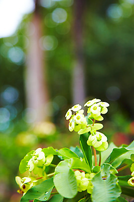 포토 JPG 식물 해외기획촬영 해외 꽃 나라 아시아 컬러 외국문화 해외여행 여행 기획촬영 2009년태국 파타야 태국 사람없음 아웃포커스 농장 노란색 정원 동남아시아 식물원 농녹빌리지 지명 국내포토 공원 문화 농업 촬영기법 파일형식