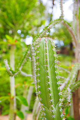 포토 JPG 주간 식물 해외기획촬영 해외 나라 아시아 컬러 외국문화 해외여행 여행 기획촬영 2009년태국 파타야 태국 선인장 사람없음 야외 아웃포커스 초록색 농장 정원 동남아시아 가시 식물원 농녹빌리지 지명 국내포토 자연요소 공원 문화 농업 촬영기법 파일형식