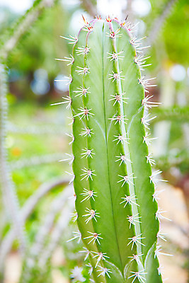 포토 JPG 식물 해외기획촬영 해외 나라 아시아 컬러 외국문화 해외여행 여행 기획촬영 2009년태국 파타야 태국 선인장 근접촬영 사람없음 아웃포커스 초록색 농장 정원 동남아시아 가시 식물원 농녹빌리지 지명 국내포토 공원 문화 뷰포인트 농업 촬영기법 파일형식