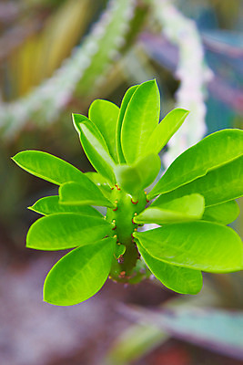 포토 JPG 식물 해외기획촬영 해외 나라 아시아 컬러 외국문화 해외여행 여행 기획촬영 2009년태국 잎 파타야 태국 근접촬영 사람없음 아웃포커스 초록색 농장 정원 동남아시아 식물원 농녹빌리지 지명 국내포토 공원 문화 뷰포인트 농업 촬영기법 파일형식