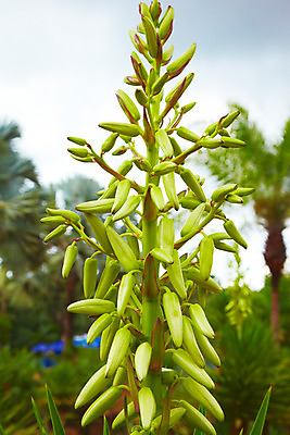 포토 JPG 주간 나무 식물 해외기획촬영 해외 나라 아시아 외국문화 해외여행 여행 기획촬영 2009년태국 파타야 태국 사람없음 야외 아웃포커스 농장 정원 동남아시아 꽃봉오리 식물원 농녹빌리지 몽오리 지명 국내포토 자연요소 공원 꽃 문화 농업 촬영기법 파일형식
