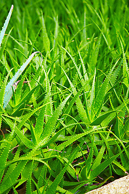 포토 JPG 식물 해외기획촬영 해외 나라 아시아 컬러 외국문화 해외여행 여행 기획촬영 2009년태국 잎 파타야 태국 선인장 사람없음 초록색 농장 정원 동남아시아 식물원 농녹빌리지 지명 국내포토 공원 문화 농업 파일형식