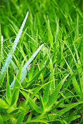 포토 JPG 식물 해외기획촬영 해외 나라 아시아 컬러 외국문화 해외여행 여행 기획촬영 2009년태국 잎 파타야 태국 선인장 사람없음 초록색 농장 정원 동남아시아 식물원 농녹빌리지 지명 국내포토 공원 문화 농업 파일형식