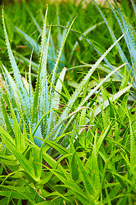 포토 JPG 식물 해외기획촬영 해외 나라 아시아 컬러 외국문화 해외여행 여행 기획촬영 2009년태국 잎 파타야 태국 선인장 사람없음 초록색 농장 정원 동남아시아 식물원 농녹빌리지 지명 국내포토 공원 문화 농업 파일형식