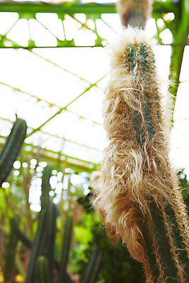 포토 JPG 식물 해외기획촬영 해외 나라 아시아 외국문화 해외여행 여행 기획촬영 2009년태국 파타야 태국 선인장 털 사람없음 아웃포커스 농장 정원 동남아시아 가시 식물원 농녹빌리지 지명 국내포토 공원 문화 농업 촬영기법 파일형식