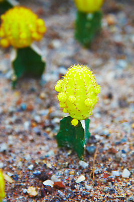 포토 JPG 식물 해외기획촬영 해외 나라 아시아 컬러 외국문화 해외여행 여행 기획촬영 2009년태국 파타야 태국 선인장 근접촬영 사람없음 아웃포커스 농장 노란색 정원 동남아시아 흙 돌_바위 가시 땅 식물원 농녹빌리지 지명 국내포토 공원 문화 뷰포인트 농업 촬영기법 파일형식