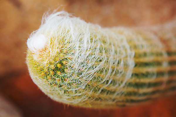 포토 JPG 식물 해외기획촬영 해외 나라 아시아 외국문화 해외여행 여행 기획촬영 2009년태국 파타야 태국 선인장 근접촬영 사람없음 아웃포커스 농장 정원 동남아시아 가시 식물원 농녹빌리지 지명 국내포토 공원 문화 뷰포인트 농업 촬영기법 파일형식