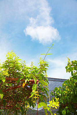 포토 JPG 주간 식물 구름 해외기획촬영 해외 나라 아시아 외국문화 해외여행 여행 기획촬영 2009년태국 파타야 태국 하늘 풍경 사람없음 야외 농장 정원 동남아시아 열대식물 농녹빌리지 지명 국내포토 자연요소 공원 문화 농업 파일형식