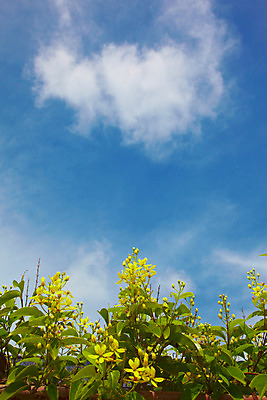 포토 JPG 주간 나무 식물 구름 해외기획촬영 해외 나라 아시아 외국문화 해외여행 여행 기획촬영 2009년태국 파타야 태국 하늘 풍경 사람없음 야외 농장 정원 동남아시아 열대식물 농녹빌리지 지명 국내포토 자연요소 공원 문화 농업 파일형식