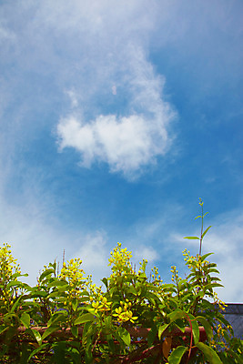 포토 JPG 주간 나무 식물 구름 해외기획촬영 해외 나라 아시아 외국문화 해외여행 여행 기획촬영 2009년태국 파타야 태국 하늘 풍경 사람없음 야외 농장 정원 동남아시아 열대식물 농녹빌리지 지명 국내포토 자연요소 공원 문화 농업 파일형식