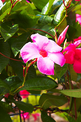 포토 JPG 주간 식물 해외기획촬영 해외 꽃 나라 아시아 분홍색 외국문화 해외여행 여행 기획촬영 2009년태국 파타야 태국 태국문화 근접촬영 사람없음 야외 정원 동남아시아 굴 농녹빌리지 지명 국내포토 자연요소 동양문화 공원 문화 뷰포인트 컬러 어패류 파일형식