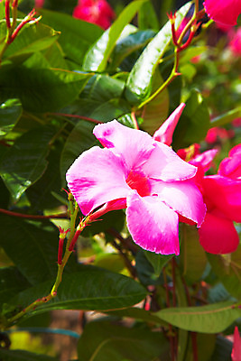포토 JPG 주간 식물 해외기획촬영 해외 꽃 나라 아시아 분홍색 외국문화 해외여행 여행 기획촬영 2009년태국 파타야 태국 태국문화 근접촬영 사람없음 야외 농장 정원 동남아시아 굴 농녹빌리지 지명 국내포토 자연요소 동양문화 공원 문화 뷰포인트 컬러 농업 어패류 파일형식