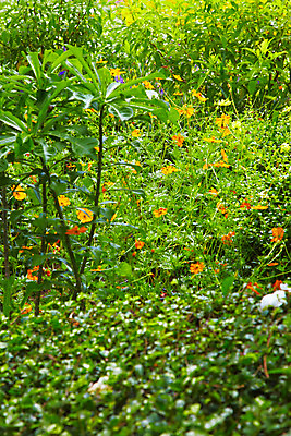 포토 JPG 주간 나무 식물 해외기획촬영 해외 꽃 나라 아시아 외국문화 해외여행 여행 기획촬영 2009년태국 파타야 태국 태국문화 사람없음 야외 농장 정원 동남아시아 열대식물 농녹빌리지 지명 국내포토 자연요소 동양문화 공원 문화 농업 파일형식
