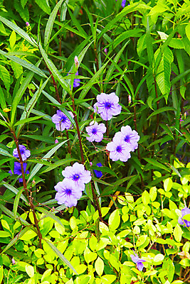 포토 JPG 주간 식물 해외기획촬영 해외 꽃 나라 아시아 외국문화 해외여행 여행 기획촬영 2009년태국 파타야 태국 태국문화 사람없음 야외 농장 정원 보라색 동남아시아 풀 잡초 열대식물 농녹빌리지 지명 국내포토 자연요소 동양문화 공원 문화 컬러 농업 파일형식