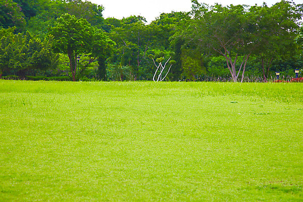 포토 JPG 주간 나무 식물 해외기획촬영 해외 공원 나라 아시아 외국문화 해외여행 여행 기획촬영 2009년태국 태국 잔디 사람없음 야외 동남아시아 지명 국내포토 자연요소 공공시설 문화 파일형식