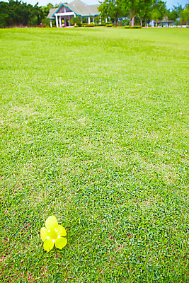 포토 JPG 주간 나무 식물 해외기획촬영 해외 꽃 나라 아시아 외국문화 해외여행 여행 기획촬영 2009년태국 태국 하늘 주택 잔디 사람없음 야외 건물 노란색 동남아시아 지명 국내포토 자연요소 건축물 문화 컬러 파일형식
