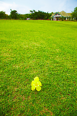 포토 JPG 주간 나무 식물 해외기획촬영 해외 꽃 나라 아시아 외국문화 해외여행 여행 기획촬영 2009년태국 태국 하늘 주택 잔디 사람없음 야외 건물 노란색 동남아시아 지명 국내포토 자연요소 건축물 문화 컬러 파일형식