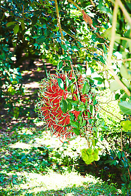 포토 JPG 주간 나무 식물 해외기획촬영 해외 열매 나라 아시아 음식 외국문화 해외여행 여행 기획촬영 2009년태국 과일 태국 태국문화 사람없음 야외 농장 동남아시아 과수원 과일나무 열대과일 람부탄 지명 국내포토 자연요소 동양문화 문화 농업 파일형식