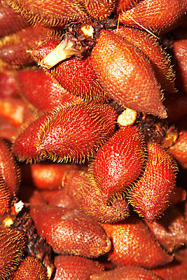 포토 JPG 식물 해외기획촬영 해외 열매 나라 아시아 음식 외국문화 해외여행 여행 기획촬영 2009년태국 과일 태국 태국문화 근접촬영 사람없음 아웃포커스 동남아시아 과수원 열대과일 라캄 셀렉타 지명 국내포토 동양문화 문화 뷰포인트 농업 촬영기법 파일형식