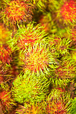 포토 JPG 식물 해외기획촬영 해외 열매 나라 아시아 음식 외국문화 해외여행 여행 기획촬영 2009년태국 과일 태국 태국문화 근접촬영 사람없음 아웃포커스 동남아시아 과수원 열대과일 람부탄 지명 국내포토 동양문화 문화 뷰포인트 농업 촬영기법 파일형식