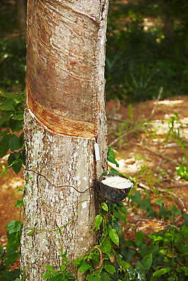 포토 JPG 주간 나무 식물 해외기획촬영 해외 나라 아시아 외국문화 해외여행 여행 기획촬영 2009년태국 태국 태국문화 사람없음 야외 농장 동남아시아 풀 고무 고무나무 고무액 라텍스 지명 국내포토 자연요소 동양문화 문화 농업 액 파일형식